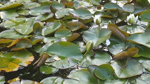 The joy of flowers: Water-lilies (Nymphaeaceae) смотреть онлайн