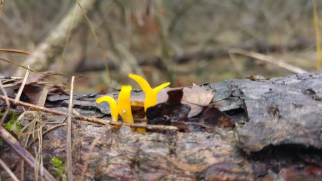 Pięknoróg dwuprzegrodowy (Calocera furcata) Jaworzno смотреть онлайн