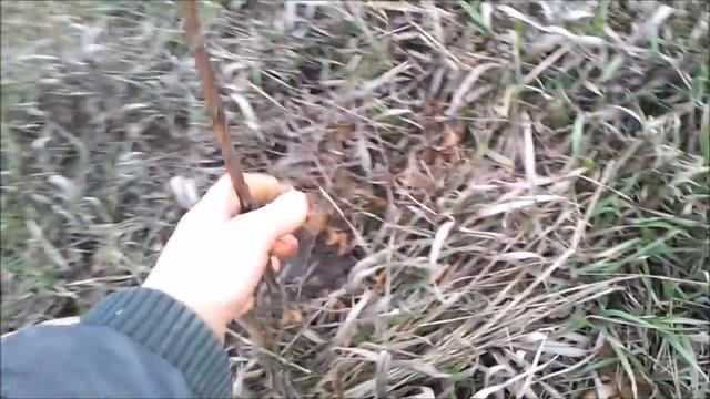 Дикий степной сорт яблок и его интересная история. смотреть онлайн