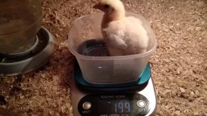 Недельные цыплята бройлеры и царскосельские.