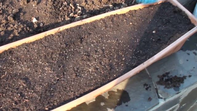 ГРЯДКИ 2017, Часть 3, Посадка Зелени (Петрушка, Сельдерей, Кориандр) смотреть онлайн