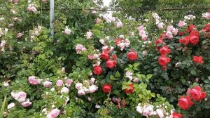 Роза Жасмина +. роза Флорентина,  лучшие ароматы в саду  Питомник роз Полины Козловой rozarium.biz