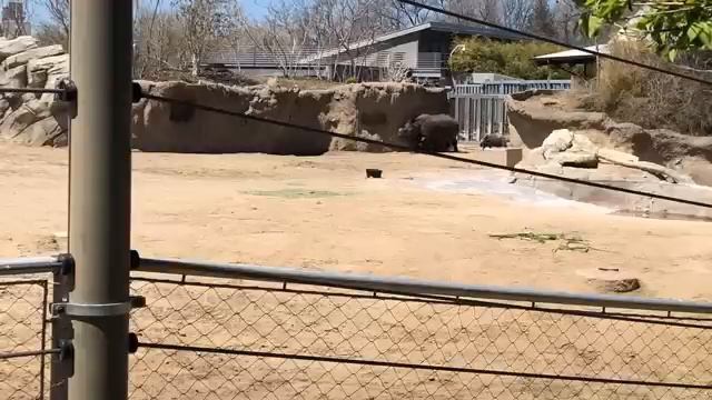 Zoo to You Virtual Safari: Joona Update смотреть онлайн