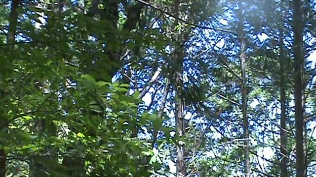 [SONY SR62] 편백숲 시간 2022.9.21 смотреть онлайн