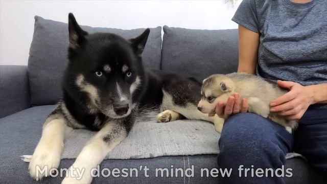 The Cutest Husky Puppies! My Dogs are Fleeing From Puppies смотреть онлайн