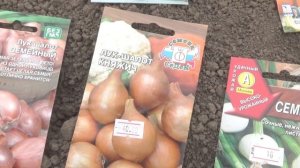 Лук семейный//Новые сорта.