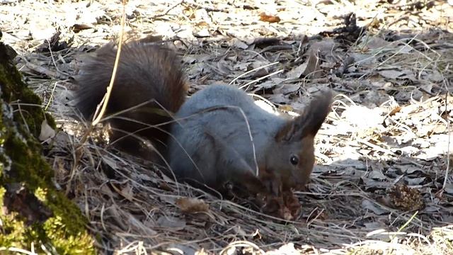 Белка шелушит кедровую шишку.