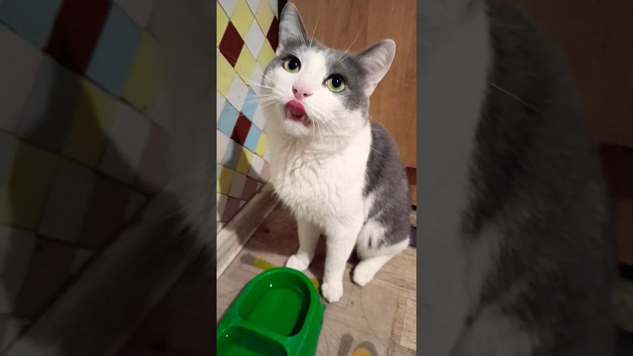 Круговорот воды в природе #новости #кот #мурзик #питомец #вода #приколы смотреть онлайн