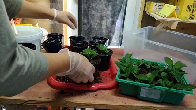 Гортензии Френч Болеро и Сбежавшая невеста. Последнее укоренение. смотреть онлайн