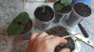 Долихос (вьющаяся сирень). Если гиацинтовые бобы взошли плохо. Часть 2.