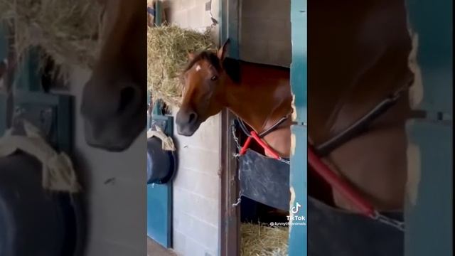 VID-20230404-WA0005.mp4