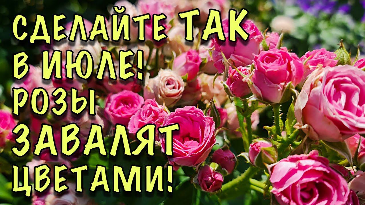ХОТИТЕ чтобы РОЗЫ ПЫШНО ЦВЕЛИ ДО ЗАМОРОЗКОВ? Сделайте ЭТО с ними В ИЮЛЕ! смотреть онлайн