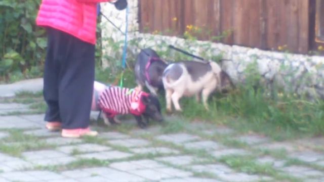 Прогулка с МИНИ-ПИГАМИ