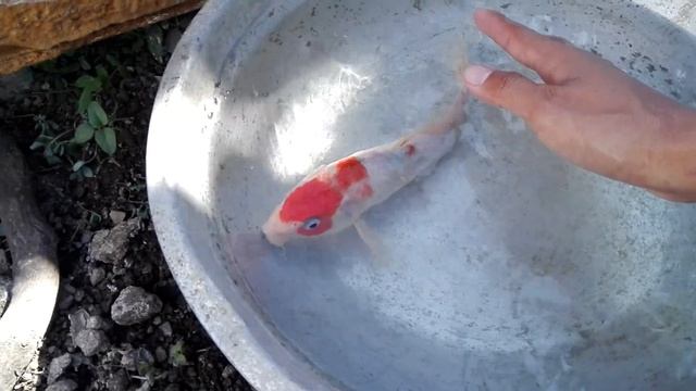 Salt Treatment for koi (WORMS,PARASITES FISH LICE) смотреть онлайн