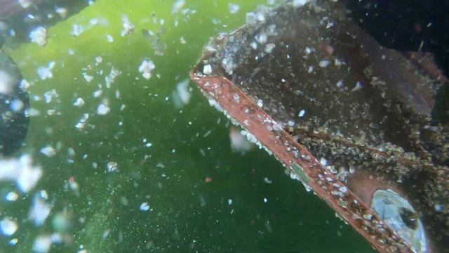 Катер обросший ракушкой,  чистим корпус.