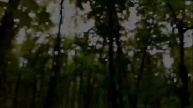 ЛЕСНАЯ ПРОГУЛКА! смотреть онлайн