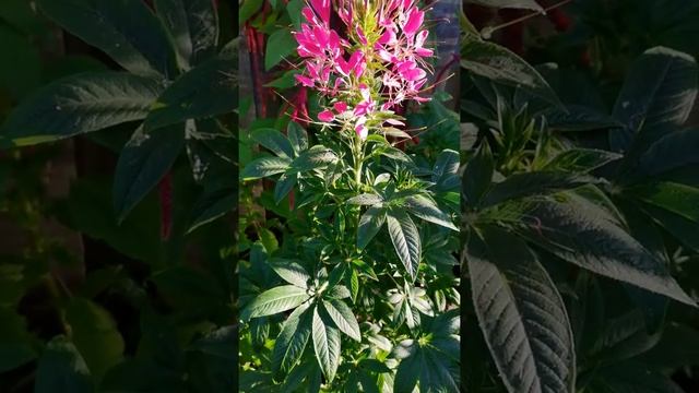 Клеома цветет #Shorts смотреть онлайн