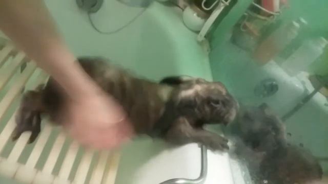 Кролик в ванне смотреть онлайн