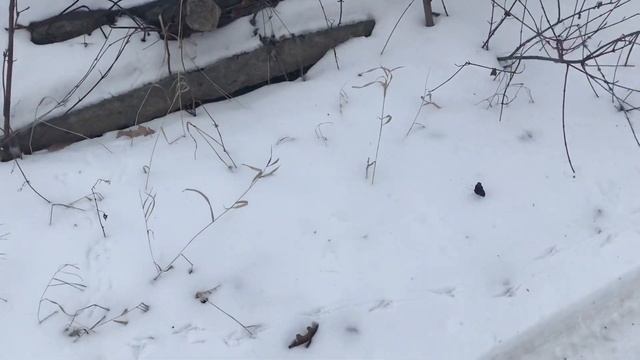 Я в Шоке !! Живая Бабочка зимой на снегу смотреть онлайн