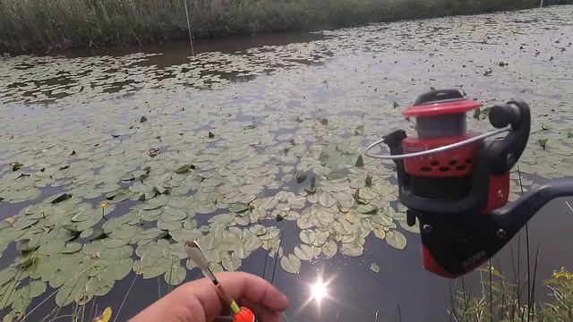 Наконец то выехал на рыбалку!)рыбалка на щуку и карася!😁👍😊 #карась #щука смотреть онлайн