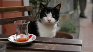 Город кошек - Русский трейлер (HD)