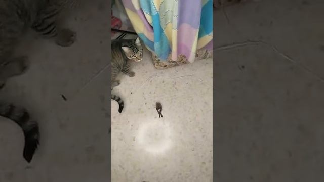 Дом для кота из картонных коробок смотреть онлайн