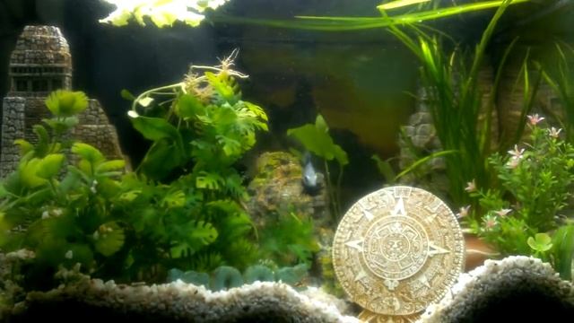 Мальки бриллиантовой цихлазомы, 1 день смотреть онлайн