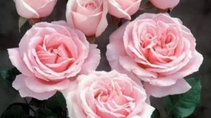 Ароматная королева сада.Роза Фредерик Мистраль.