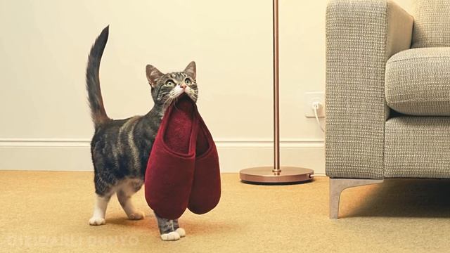 БУНГА ИШОНИШ КИЙИН ЛЕКИН БУ ИСБОТЛАНГАН ФАКТЛАР / УЗБЕК ТИЛИДА / QIZIQARLI DUNYO