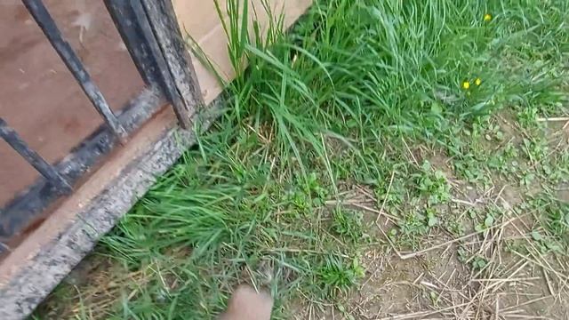 С щенком гуляют Злата и Каюр смотреть онлайн