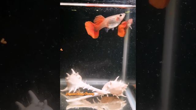 Flamingo Red Rose Guppy смотреть онлайн