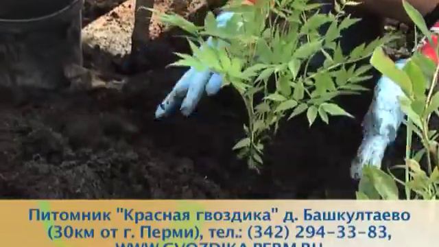 уДачные выхОдные. Красная Гвоздика смотреть онлайн