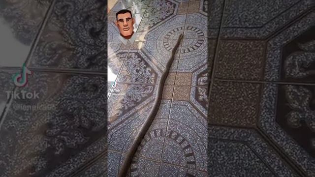 самая длинная змея в мире!!! смотреть онлайн