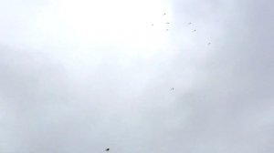 СТОЛБОВАЯ ИГРА Бакинские Голуби