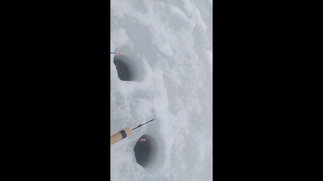 рыбалка на Вазузском водохранилище. такого улова я не ожидал. смотреть онлайн