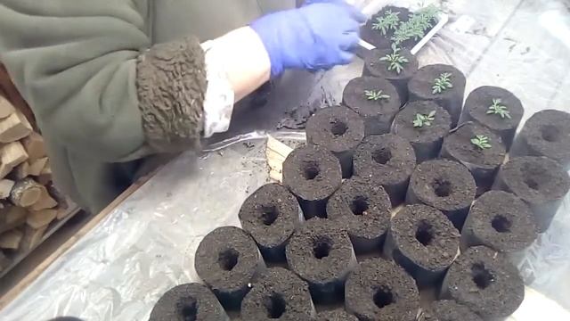 Пикировка бархатцев Антигуа в стаканы смотреть онлайн