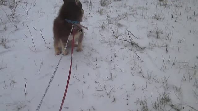 Pomsky mini - puppies. смотреть онлайн
