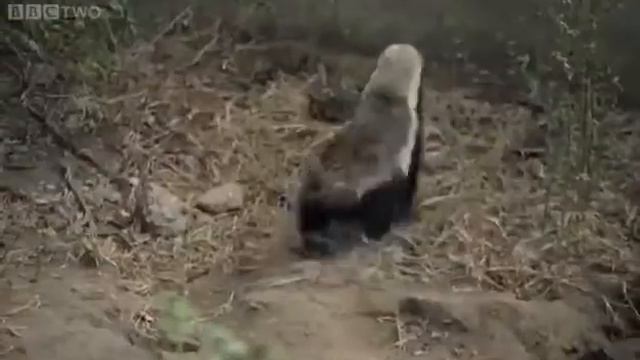 Медведи самые умные существа смотреть онлайн