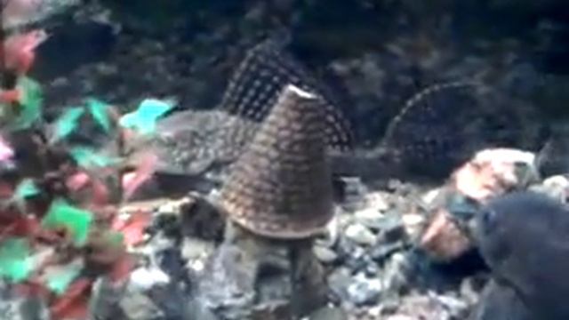 аквариумные сомы.3gp смотреть онлайн