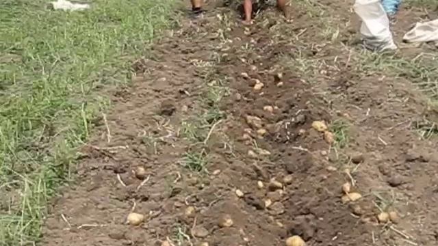 Yanmar Hand Tiller harvesting potatoes_part2 смотреть онлайн