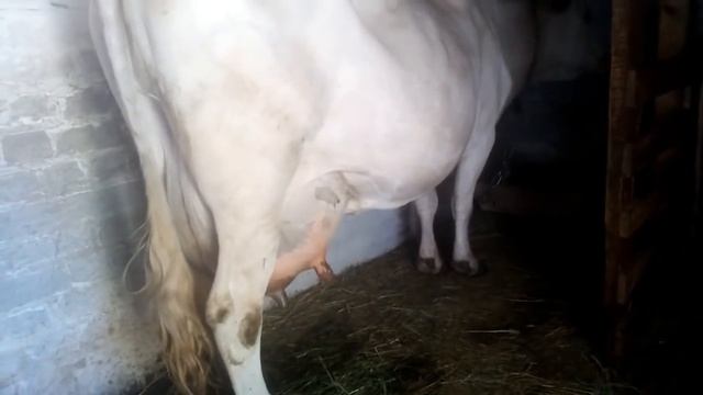 Как по мне, так все признаки скорого отела уже есть // 282 - й день стельности. смотреть онлайн