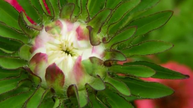 Диск цветы дачные смотреть онлайн