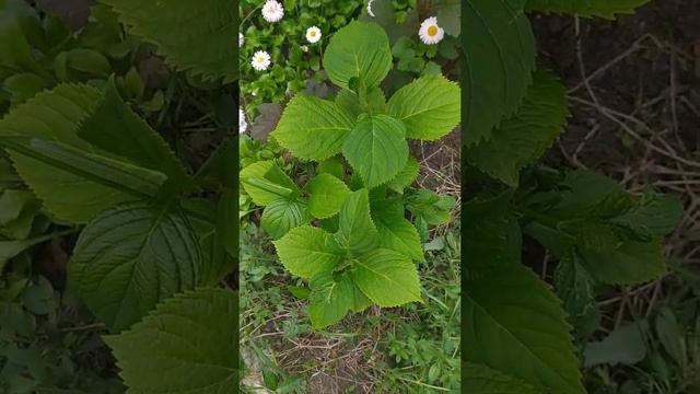 обзор цветов в конце мая2021. 1 часть смотреть онлайн