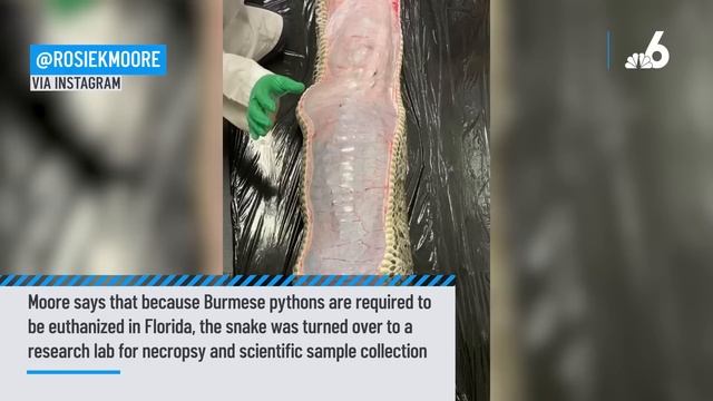 5-Foot Gator SWALLOWED by 18-Foot Burmese Python in Florida Everglades | NBC 6 News смотреть онлайн