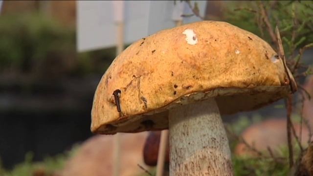 ВЫКРУЧИВАТЬ ИЛИ СРЕЗАТЬ? Об азах тихой охоты рассказал опытный профессионал | Новости в 7 смотреть онлайн