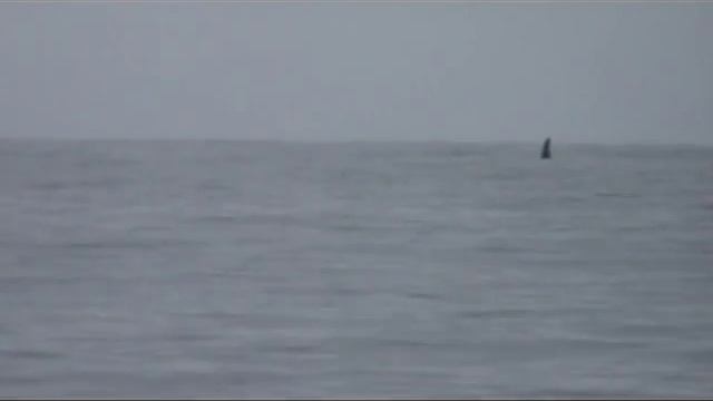 Камчатка II Море-Касатки смотреть онлайн