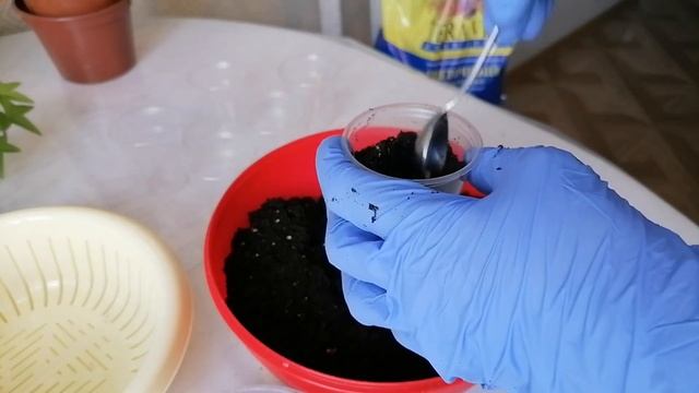 ПЕРВАЯ ПИКИРОВКА ПЕЛАРГОНИИ и конечно ещё кое что смотреть онлайн