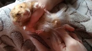 ВПАДАЮТ ЛИ ХОМЯКИ В СПЯЧКУ Hibernating hamsters ХОМЯК ВПАЛ В СПЯЧКУ Оцепенение хомяков