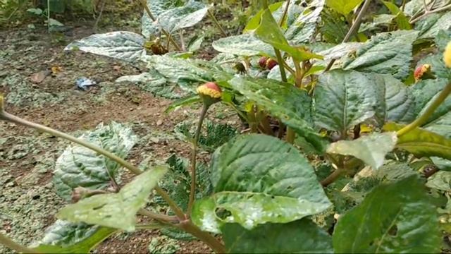 anacyclus Pyrethrum लकवा,पक्षघात,बुखार,हिचकी,बेमची रोग की सफल औषधी смотреть онлайн