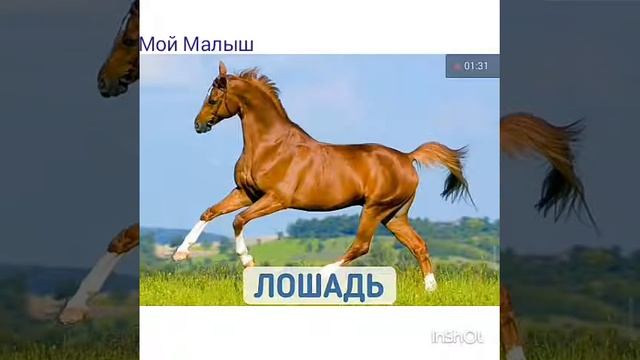 Учим слова.Животные смотреть онлайн